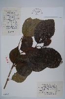 藏品(夏蠟梅)的圖片