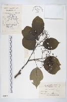 藏品(燈臺樹)的圖片