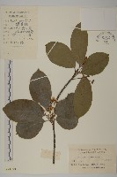 藏品(厚葉衛矛, 源一木)的圖片