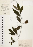 藏品(山胡椒)的圖片