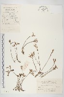 藏品(凹葉景天)的圖片