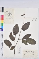 藏品(白木烏臼)的圖片