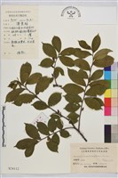 藏品(貓乳)的圖片