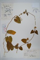 藏品(牛皮消)的圖片