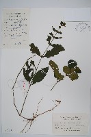 藏品(杜根藤)的圖片