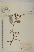 藏品(扶芳藤)的圖片