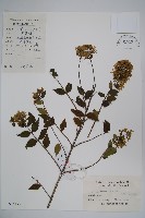 藏品(臺灣糯米條)的圖片