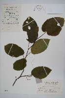 藏品(八角楓、瓜木)的圖片