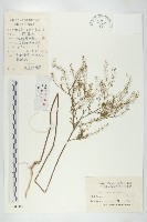 藏品(獨行菜)的圖片