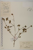 藏品(煙管草)的圖片