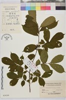 藏品(貓乳)的圖片