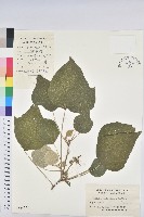 藏品(白背葉)的圖片