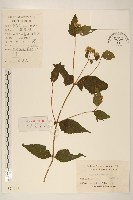 藏品(華澤蘭)的圖片