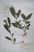 藏品(擬地皮消)的圖片