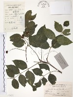藏品(灰色木藍)的圖片