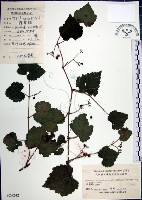 藏品(漢氏山葡萄)的圖片