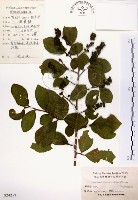 藏品(灰木)的圖片
