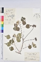 藏品(烏臼)的圖片