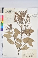 藏品(子彈石櫟)的圖片