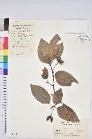 藏品(水青岡)的圖片