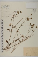 藏品(大狼把草)的圖片