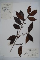 藏品(冬青)的圖片