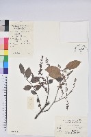 藏品(米飯花)的圖片