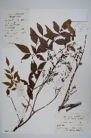 藏品(南天竹、天竹、蘭天竹)的圖片