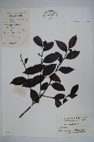 藏品(鐵冬青)的圖片