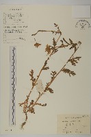 藏品(春黃菊)的圖片