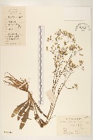 藏品(齒緣苦實)的圖片