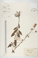 藏品(泥胡菜)的圖片