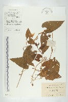 藏品(斑花青牛膽)的圖片