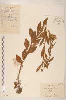 藏品(白頂飛蓬)的圖片