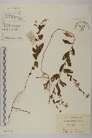 藏品(雞兒腸)的圖片