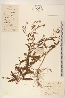 藏品(雞兒腸)的圖片