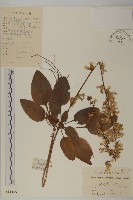 藏品(阿里山鬼督郵)的圖片