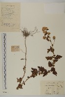 藏品(油菊、野菊)的圖片