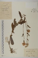 藏品(日本假蓬)的圖片