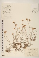 藏品(父子草、天青地白)的圖片