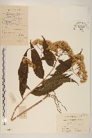 藏品(佩蘭、澤蘭)的圖片