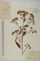 藏品(山白蘭)的圖片