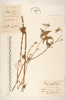 藏品(苦滇菜、苦菜)的圖片