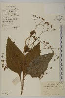 藏品(下田菊)的圖片