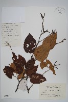 藏品(亮葉樺)的圖片