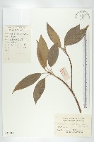 藏品(薯豆)的圖片