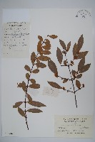 藏品(柳葉腊梅)的圖片