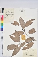 藏品(青剛櫟、鐵椆)的圖片