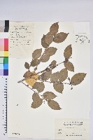 藏品(米飯花)的圖片