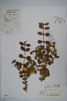 藏品(華南黃楊，雀舌黃楊，匙葉黃楊)的圖片